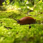 Schnecke auf Moos