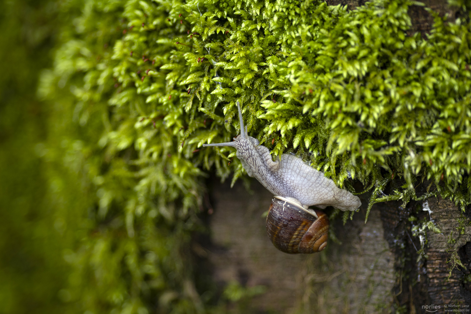 Schnecke auf Moos