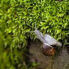 Schnecke auf Moos