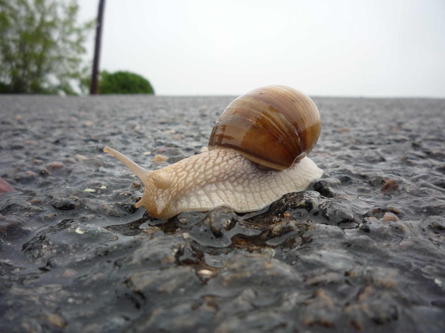 Schnecke auf nassem Boden