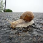 Schnecke auf nassem Boden