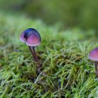 Schnecke auf Pilz