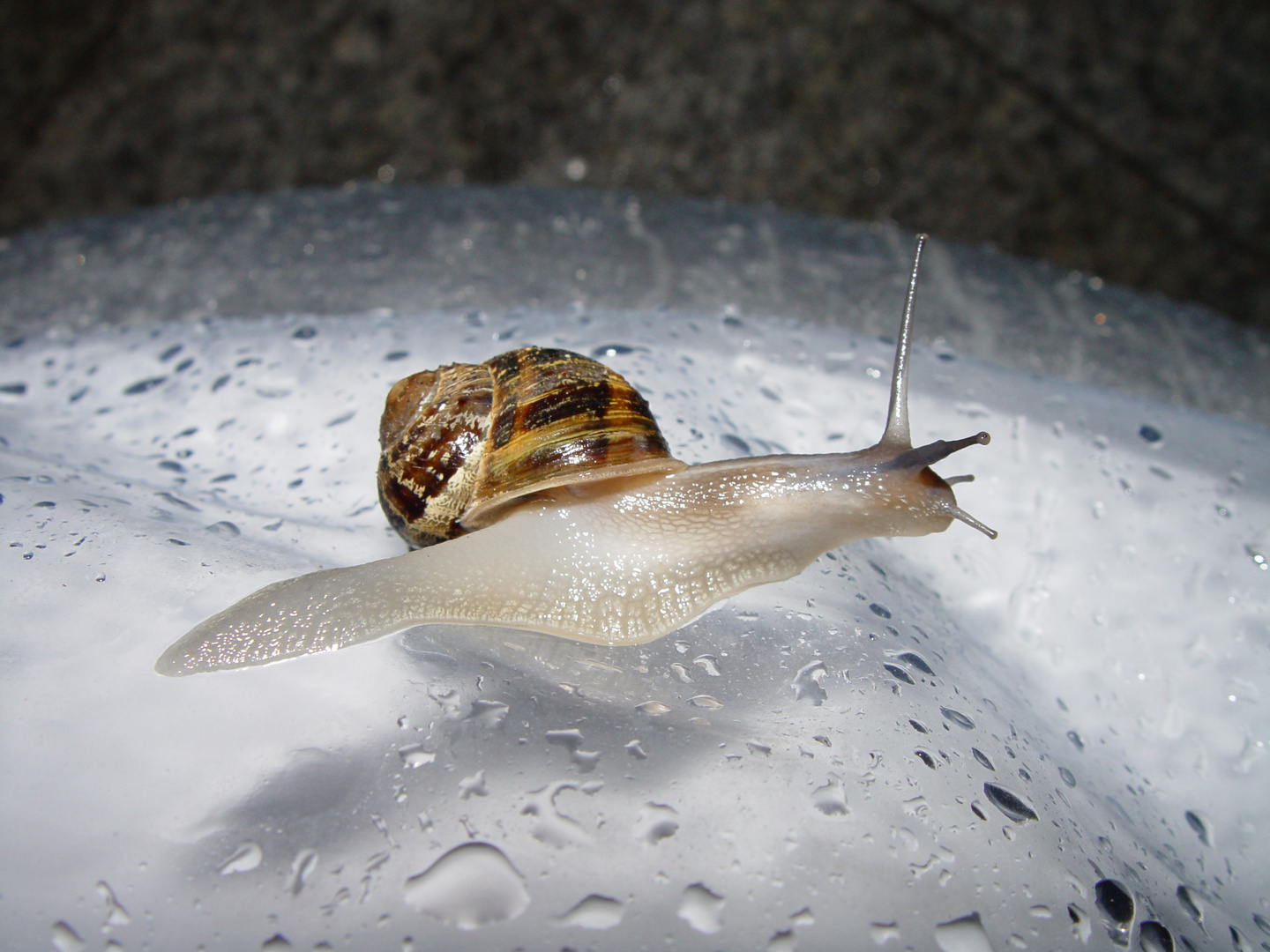 Schnecke auf Planschbecken