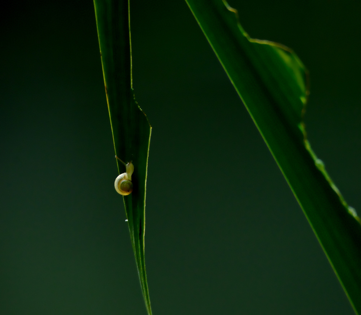 Schnecke auf Reisen 