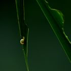 Schnecke auf Reisen 