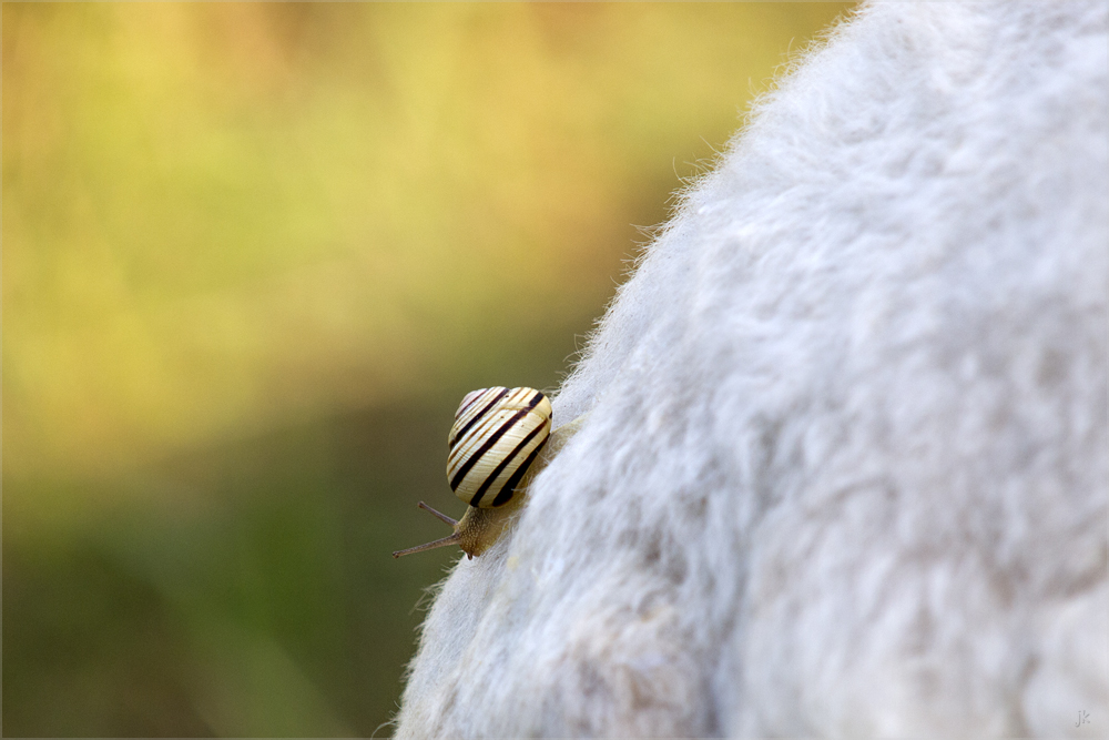 schnecke auf schaf-taxi