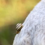 schnecke auf schaf-taxi