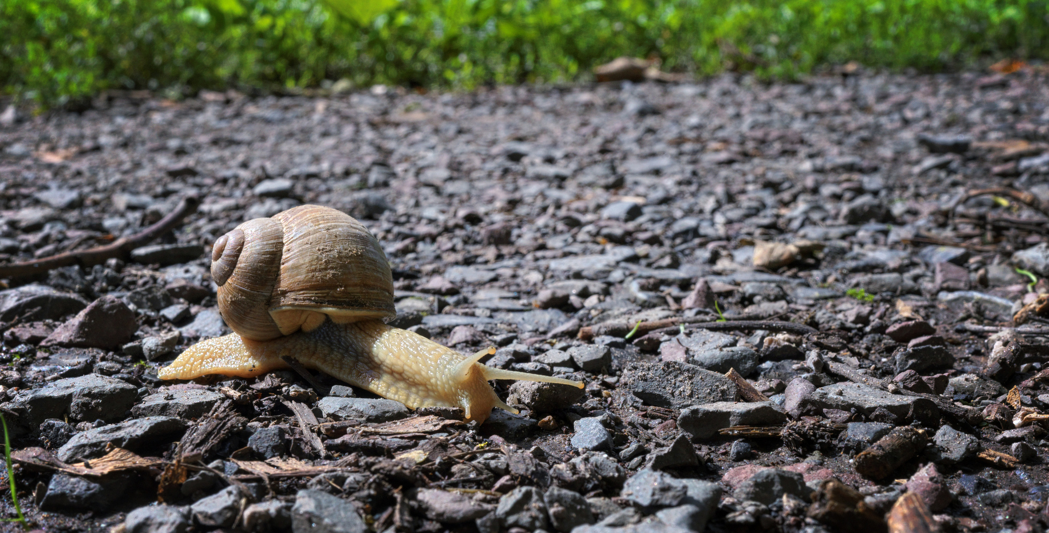 Schnecke auf Schotterstrecke