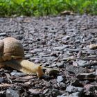 Schnecke auf Schotterstrecke