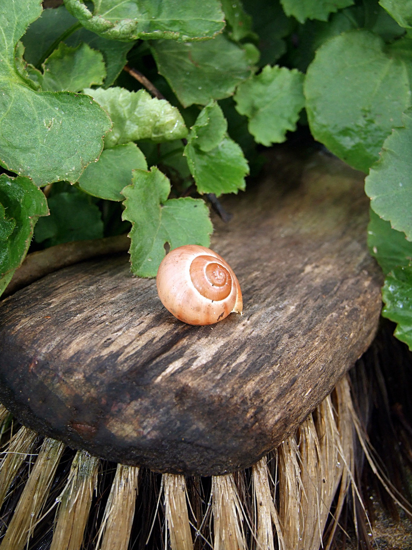 schnecke auf schutzsuche