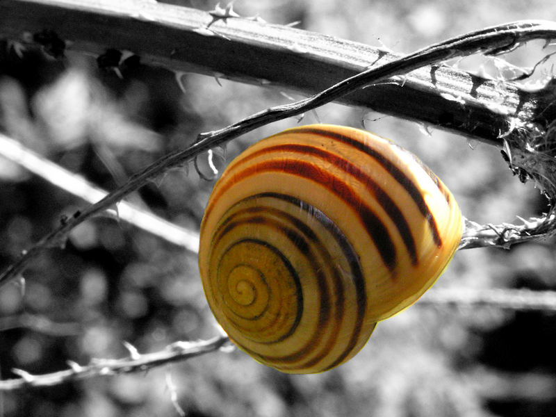 schnecke auf schwarzweiss