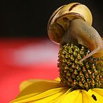 SCHNECKE AUF SONNENHUT