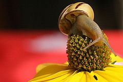 SCHNECKE AUF SONNENHUT