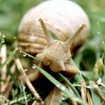 Schnecke auf Sonntagsspaziergang