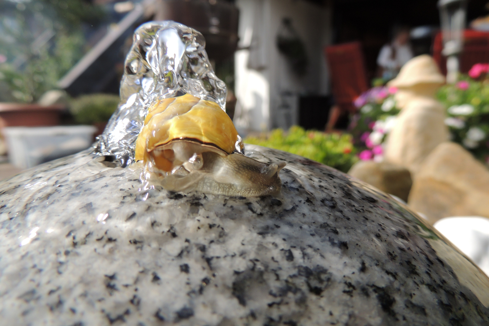 Schnecke auf Springbrunnen