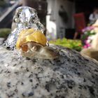 Schnecke auf Springbrunnen