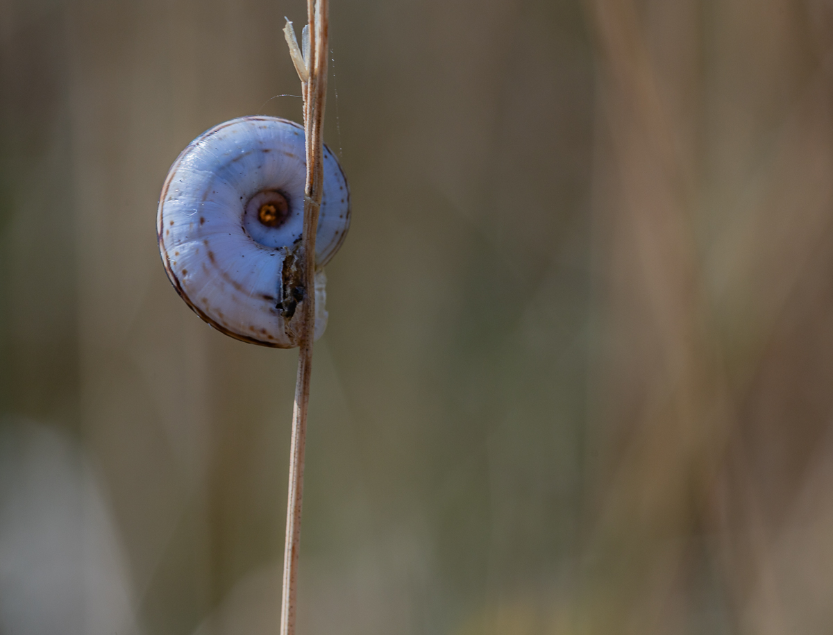 SCHNECKE AUF STENGEL