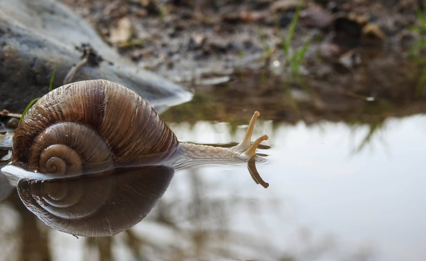 Schnecke auf Tauchgang