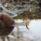 Schnecke auf Tauchgang