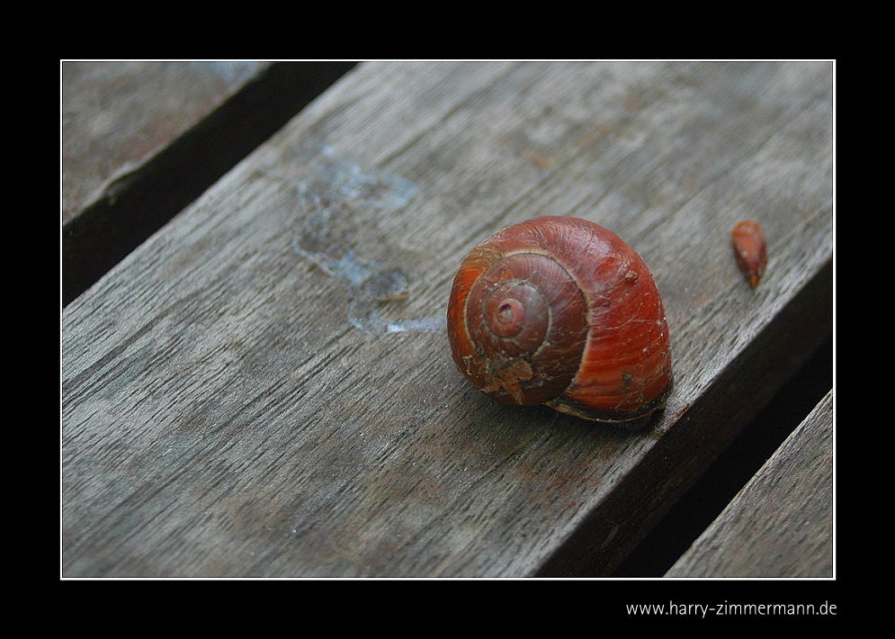 Schnecke auf Tisch