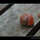 Schnecke auf Tisch