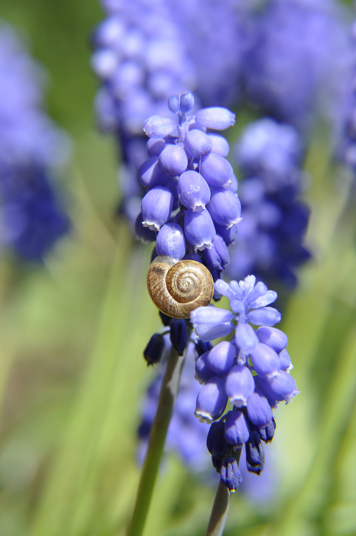 Schnecke auf Traubenhyazinthe