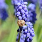 Schnecke auf Traubenhyazinthe