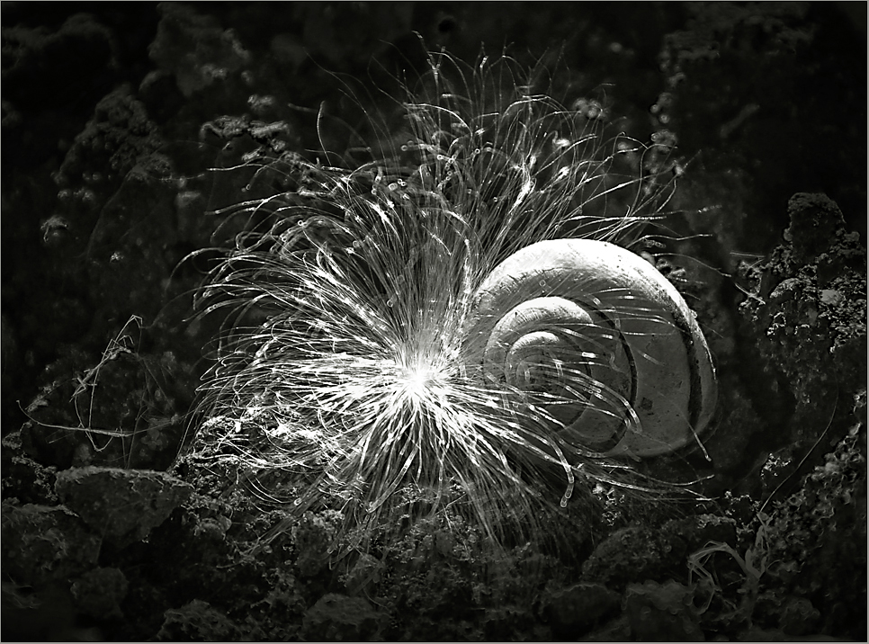 Schnecke auf Traumreise