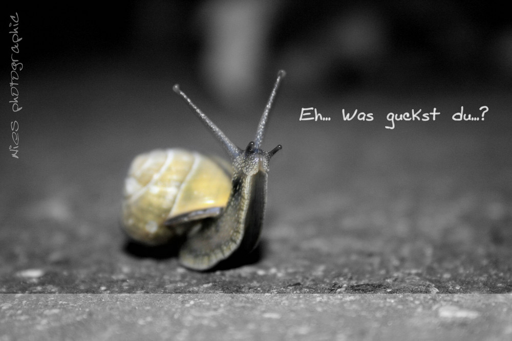 Schnecke auf Tuchfühlung.....