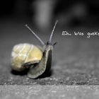 Schnecke auf Tuchfühlung.....