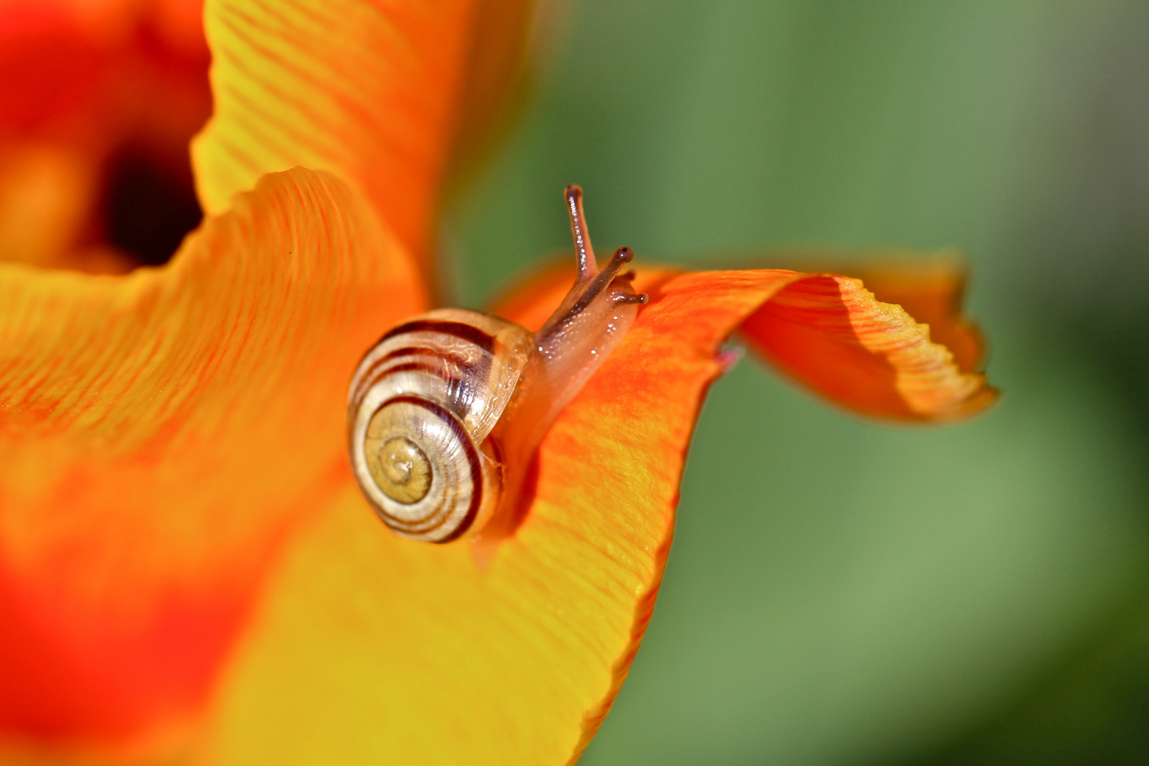 Schnecke auf Tulpe...