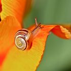 Schnecke auf Tulpe...