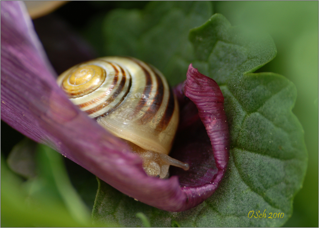 Schnecke auf Tulpenblatt