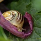 Schnecke auf Tulpenblatt