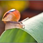 Schnecke auf Tuplenblatt