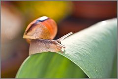 Schnecke auf Tuplenblatt