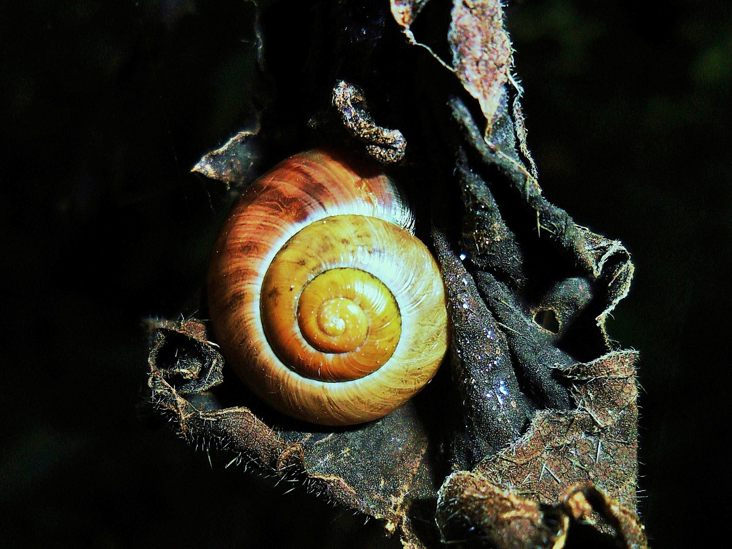 Schnecke auf vertrocknetem Blatt