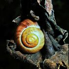 Schnecke auf vertrocknetem Blatt