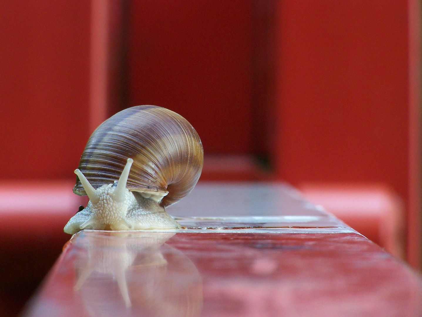 Schnecke auf Waldschranke