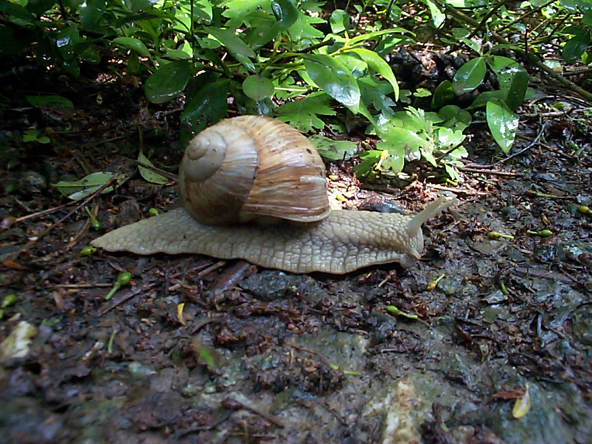 Schnecke auf Waldweg