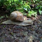 Schnecke auf Waldweg