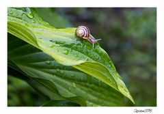 Schnecke auf Wanderschaft.......