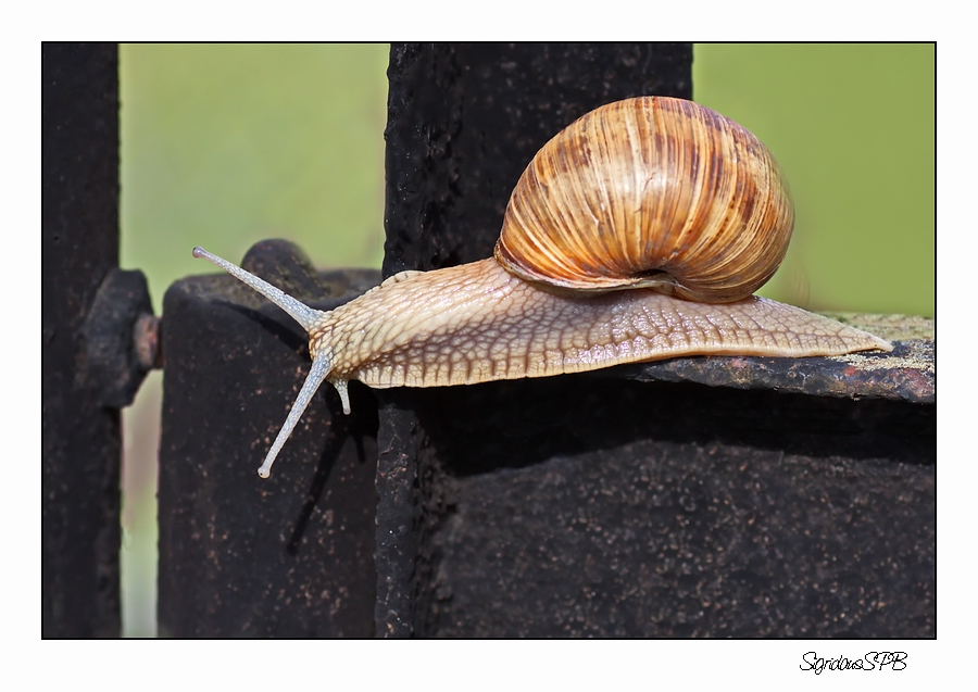 Schnecke auf Wanderschaft.......