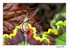 Schnecke auf Wanderschaft....