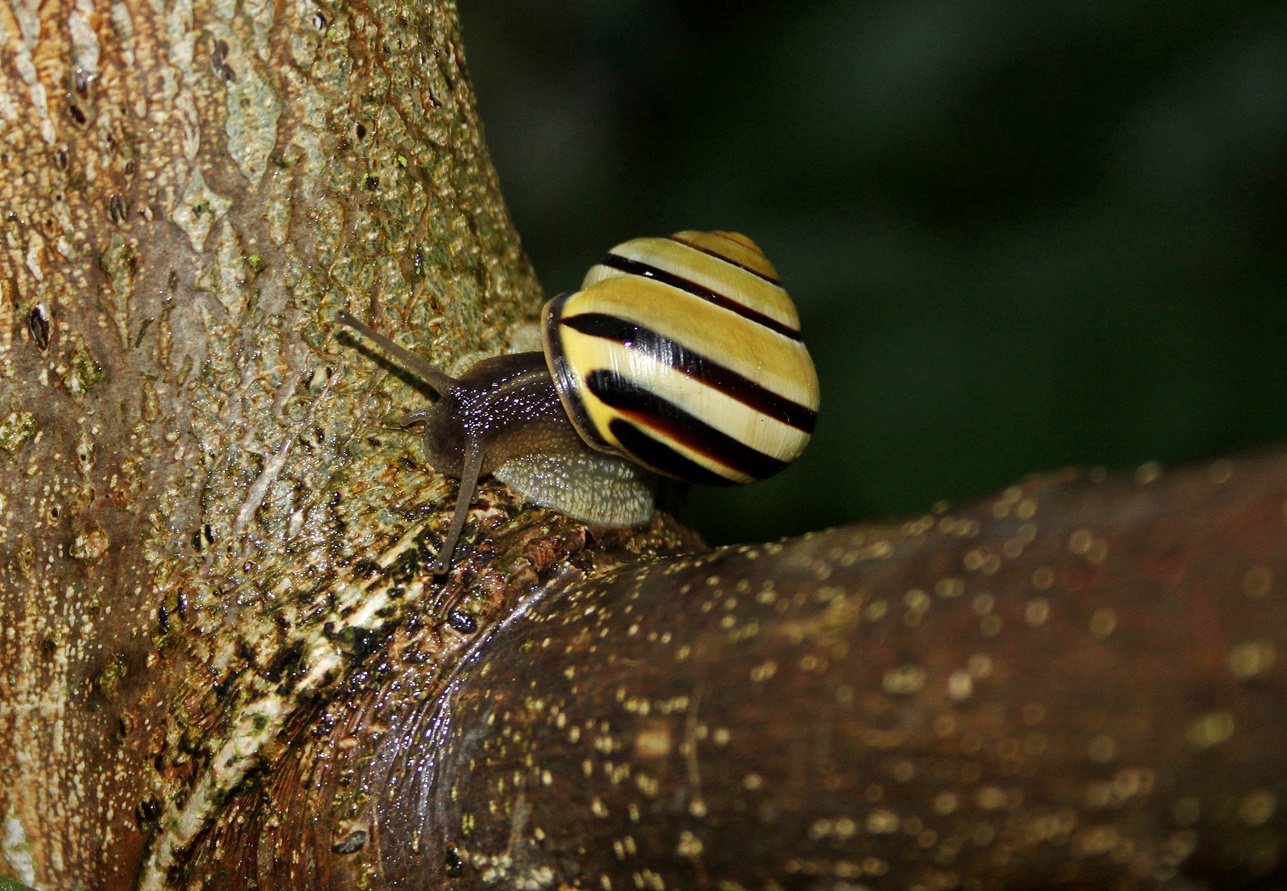 Schnecke auf Wanderschaft