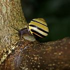 Schnecke auf Wanderschaft