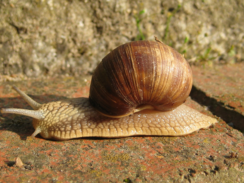 Schnecke auf Wanderschaft