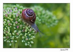 Schnecke auf Wanderschaft...