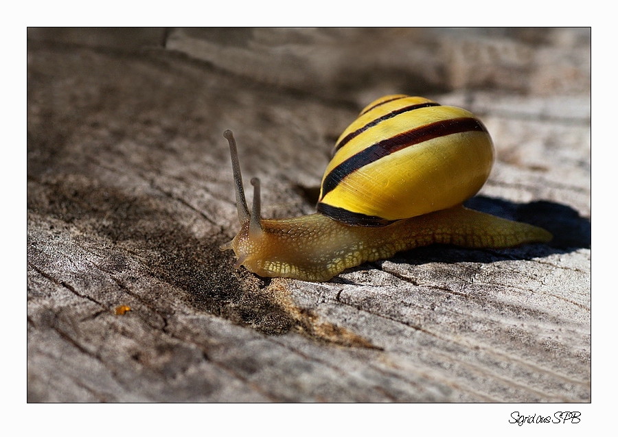 Schnecke auf Wanderschaft...