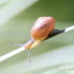 Schnecke auf Wanderschaft ...